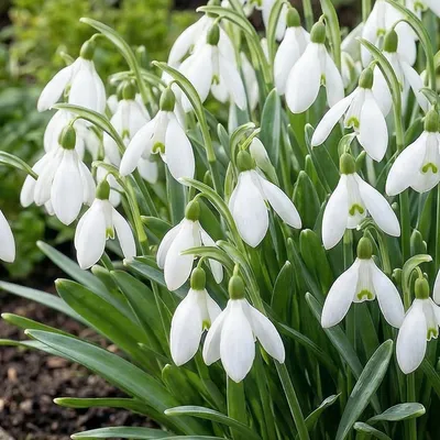 Produktbild von Schneeglöckchen Galanthus Super Kollektion - Blumenzwiebeln Mehrjährig Winterhart - 50 Zwiebeln -Echte Pflanzen aus Holland - Für Garten, Töpfe und Balkon (große Knollen, kein Samen, nicht künstlich)