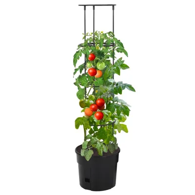 Immagine prodotto di vidaXL Tomatentopf Anthrazit Ø29,5x115 cm Polipropilene