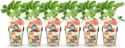 Produktbild von GreenboutiQ - Obstpflanzen - Erdbeere - Fragaria Elsanta - Winterhart - 6 Pflanzen - Topf 9 cm - Rote Erdbeere