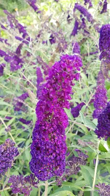 Image de Buddleia davidii 'Empire Blue' / Arbre aux papillons bleu