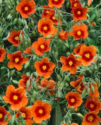 Produktbild von Helianthemum x cult. 'Bronzeteppich', Sonnenröschen, bronzefarben, ca. 9x9 cm Topf
