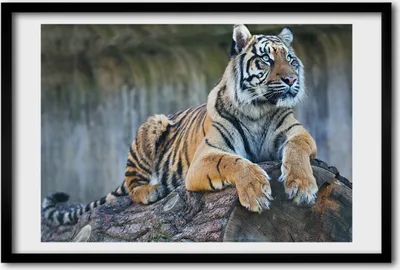 Produktbild von Bild 60x40 MDF-Rahmen, Wandkunst Tiger