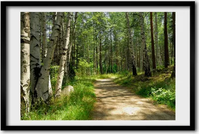 Produktbild von Bild 60x40 MDF-Rahmen, Wandkunst Der Weg in den Wald