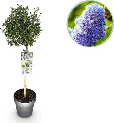 Image de Green boutiQ - Arbre sur tige - Ceanothus impressus Victoria - Plante de terrasse - À feuillage persistant - Rustique - Fleurs violettes - Pot de 19 cm - Hauteur 90 cm
