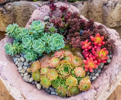 Produktbild von Sedum Mischung - min. 300 Samen
