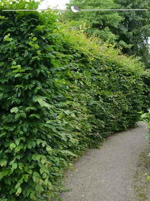 Produktbild von Hainbuche Carpinus betulus 80-100 cm Wurzelnackt, 25x Heckenpflanze