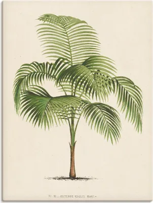 Produktbild von ARTland Leinwandbild Palme I Größe: 60x80 cm