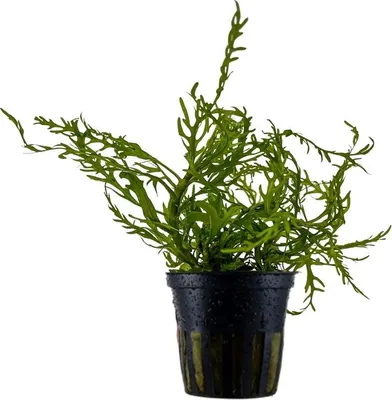 Produktbild von Aquarium Pflanze Hygrophila Odora 'Difformis' Wasserpflanzen AquaOne Nr.051D
