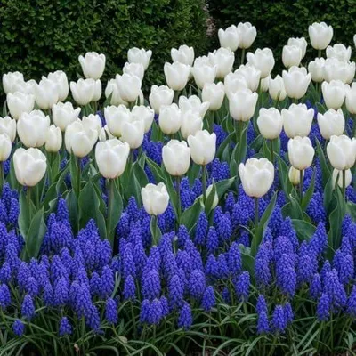 Productafbeelding van Lente bloembollenmix, winterhard en meerjarig - Tulpen & Muscari - 6 bollen - Echte planten uit Nederland - geschikt voor tuin, pot en balkon (geen zaden, niet kunstmatig)