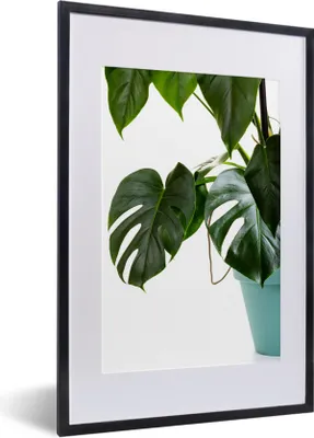 Produktbild von MuchoWow® Gerahmtes Poster Monsterpflanze im Topf 40x60 cm - Poster mit Schwarzem Bilderrahmen Wandposter Rahmen Foto Bilder - Poster in Rahmen