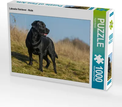 Produktbild von CALVENDO Puzzle Labrador Retriever - Rüde | 1000 Teile Lege-Größe 64x48cm Foto-Puzzle für glückliche Stunden