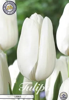 Artikelbild 2 von 'Tulpe Lanka (7 Stück)' aus der Kategorie Darwin-Hybrid-Tulpen