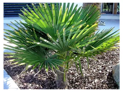 Produktbild von Frostharte Hanfpalme Trachycarpus Ukhrulensis bis 130 cm aus dem Gebirge von Manipur bis -20 Grad