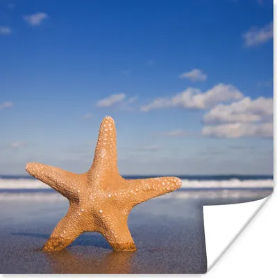 Produktbild von MuchoWow® Poster Seestern - Orange - Sand 30x30 cm - Wandposter - Printing