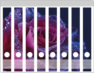 Produktbild von Wallario Ordnerrücken Sticker, selbstklebend für schmale Ordner, 8 Stück, Motiv Rote Rosenblüte im Regen