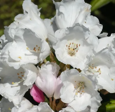 Obrázok produktu pre Rhododendron yakushimanum 'Edelweiss' japonská azalka 30-40 cm