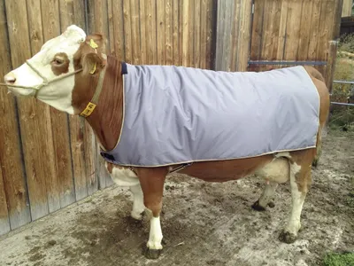 Obrázok produktu pre Termodeka pre kravy, 175 cm