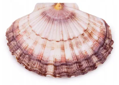 Image de Décoration d'aquarium, coquillage décoratif naturel de 10 cm (Pecten Maximus)
