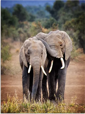 Produktbild von MuchoWow® Poster Elefant - Tiere - Bäume - Natur 90x120 cm - Wohnzimmer