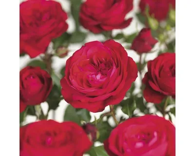 Obrázek produktu pro Růže na kmínku 60 cm Floraself Rosa 'Red Meilove' květináč 5 l