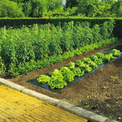 Produktbild von 1,4 x 10 Terrafilm Mulchfolie