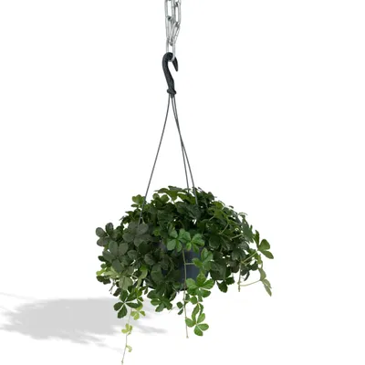 Produktbild von Meergroothandel Parthenocissus Striatha Hang - 15 cm, Ø15 cm