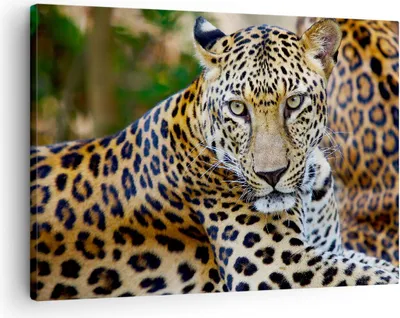Produktbild von Bild auf Leinwand - Leinwandbild - Leopardpanther Katze Tier Savanne - 70x50cm - Wand Bild - Wanddeko - Leinwanddruck - Bilder - Kunstdruck - Leinwand bilder - Wandkunst - AA70x50-0402