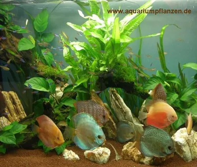 Produktbild von Aquariumpflanzen Set für 200 l Diskus Aquarium