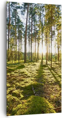Produktbild von Bild auf Leinwand - Leinwandbild - Wald Baum Natur - 65x120cm - Wand Bild - Wanddeko - Wandbilder - Leinwanddruck - Bilder - Kunstdruck - Wanddekoration - Leinwand bilder - Wandkunst - PA65x120-3724