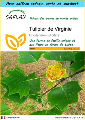 Image de SAFLAX Ensemble-cadeau - Tulipier de Virginie - 20 graines - Liriodendron