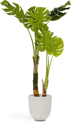 Produktbild von 2er Set Monstera Kunstpflanze 130 cm