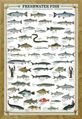 Immagine prodotto di Educazione - Educazione - Poster - Pesci d'acqua dolce + cornice rimovibile, Shinsuke® Maxi MDF oak, vetro acrilico