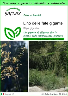 Immagine prodotto di SAFLAX Garden to go - Lino delle fate gigante - 10 semi - Stipa