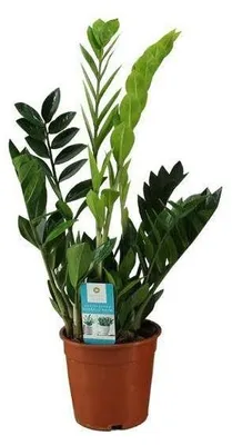 Image de Zamioculcas zamiifolia en pot, diamètre 17 cm, hauteur 65 cm