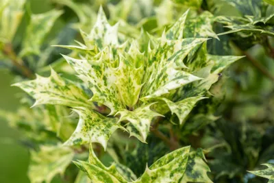 Produktbild von Osmanthus heterophyllus 'Goshiki', Duftblüte, buntes Laub, 30–40 cm