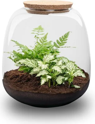 Obrázek produktu pro Lahvová zahrada "Little Emma" - terárium pro kutily - výška 20 cm - s Fittonia White Tiger