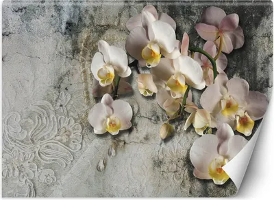 Produktbild von Vlies fototapete Orchideenblüten auf altem Wandhintergrund 368x254 cm Feeby Beige inkl. Kleber einfache Montage
