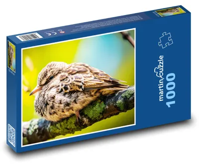 Obrázek produktu pro Puzzle 1000 Pták na větvi - martinpuzzle