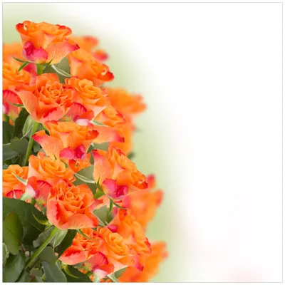 Produktbild von Wallario Möbeldesign -  Glasplatte, Schutzplatte mit Motiv - geeignet für Ikea Lack Tisch, Größe: 55 x 55 cm, Motiv: Orangene Rosenblüten im Strauß