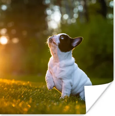 Produktbild von MuchoWow® Poster Mops-Welpe schaut auf 50x50 cm - Wohnzimmerdekoration