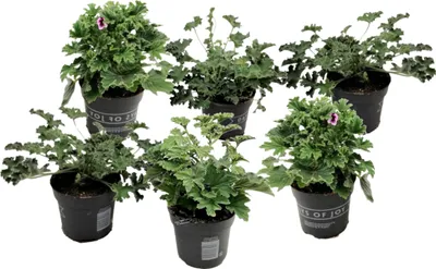 Six potted plants are arranged in a group against a white background.