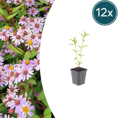 Zdjęcie produktu dla Kalimeris incisa 'Blue Star' | 12 sztuk - 10-25cm - Ø9cm - Roślina ogrodowa