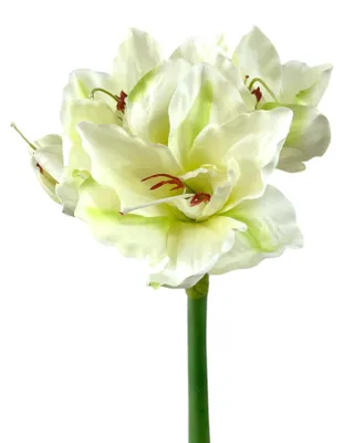 Produktbild von Künstliche Amaryllis 66cm | Kunstblume mit 4 Blüten Grün-Weiß-Creme