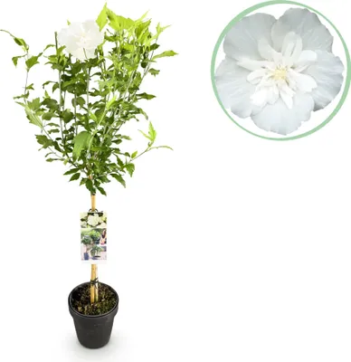 Produktbild von GreenboutiQ - Gartenpflanze - Hibiscus syriacus White Chiffon® - Stamm-Pflanze - Terrassenpflanze - Laubabwerfend - Wenig Pflege - Topf 19cm Höhe 90cm