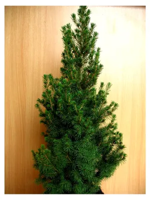 Produktbild von Zuckerhutfichte Picea glauca Conica 40 cm hoch im 2-Liter-Pflanzcontainer
