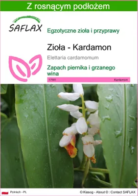 Zdjęcie produktu dla SAFLAX - Zioła - Kardamon - 20 Nasiona - Z podłożem uprawowym wolnym od zarazków - Elettaria cardamomum