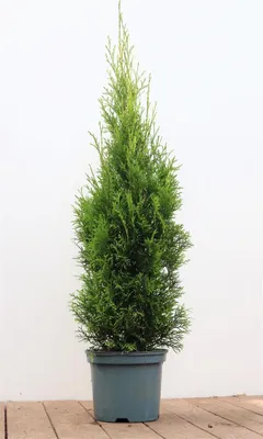 A potted evergreen tree against a white background.