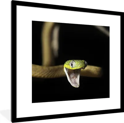 Produktbild von MuchoWow® MuchoWow® Gerahmtes Poster Schlange - Grün - Gelb 40x40 cm - Poster mit zchwarzem Bilderrahmen - Poster - Plakat im Rahmen