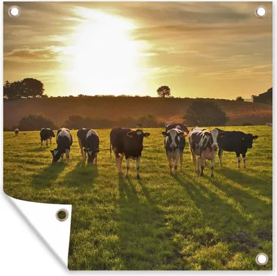 Produktbild von MuchoWow® 100x100 cm Outdoor-Poster Gartendeko Sichtschutz Garten Poster für den Garten  Kühe - Sonne - Licht