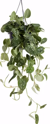 Zdjęcie produktu dla Bloomique - Scindapsus Pictus - Srebrzyk - Roślina zwisająca - Nadaje się również jako roślina pnąca - Roślina doniczkowa - Oczyszcza powietrze - Łatwa w utrzymaniu - Wysokość 20-25 cm - Doniczka 15 cm